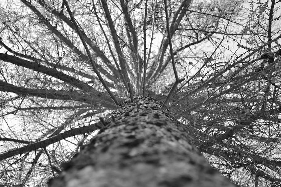 Tree, Looking Up, High, Tall, grey, black and white, branches, HD wallpaper