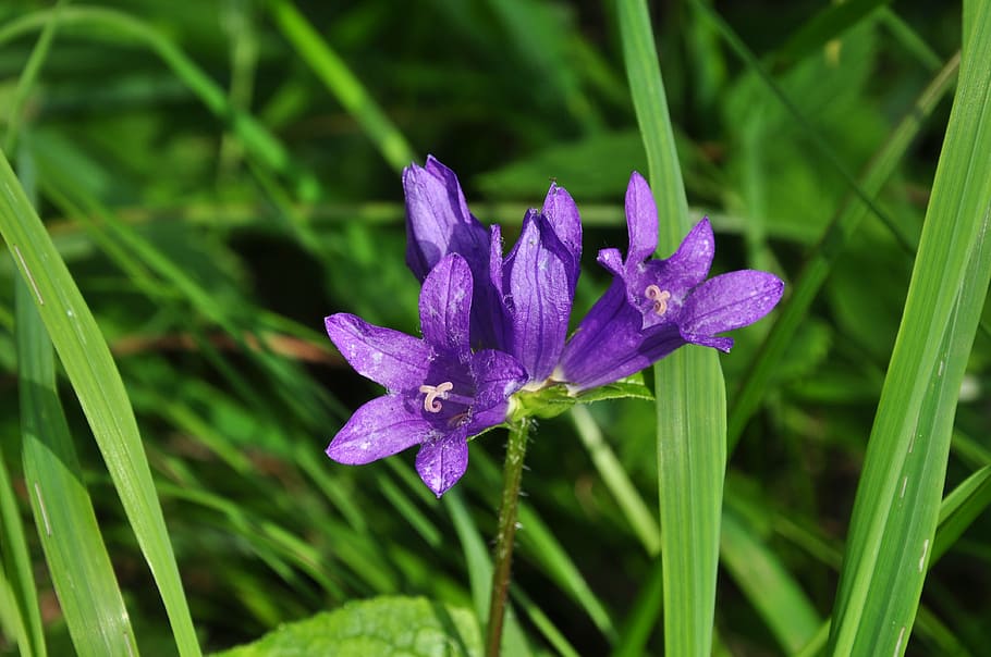 flower, purple, bloom, plant, flowering plant, beauty in nature HD wallpaper