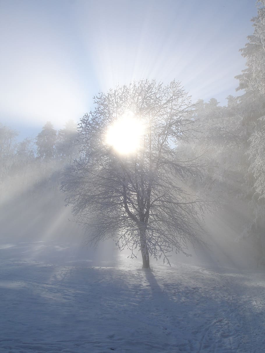 winter sun, tree, snow, sunlight, back light, hoarfrost, frosty HD wallpaper