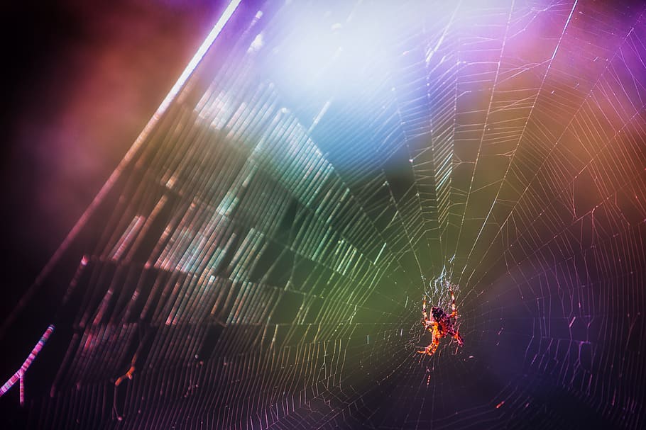 spider, cobweb, color, september, insect, nature, spider web HD wallpaper
