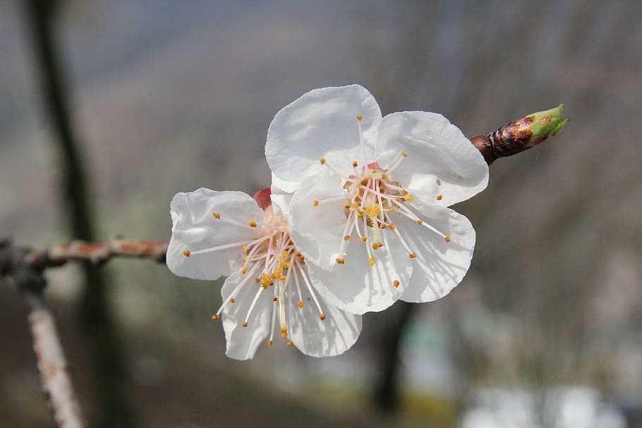 plum, flowers, spring, nature, pink, flower tree, bright, plum flower HD wallpaper