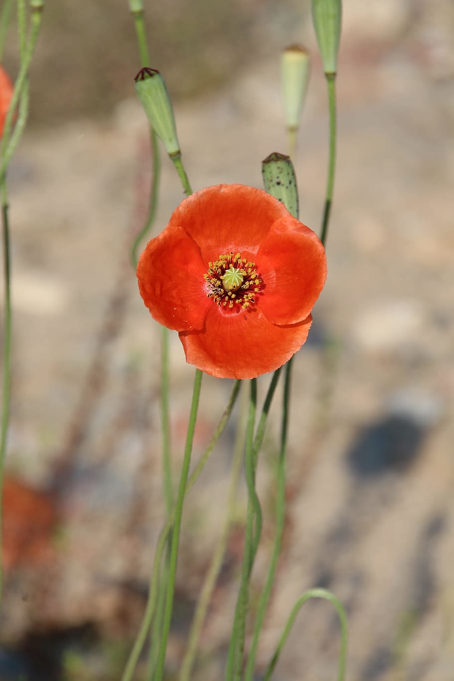 flowers, red, red flowers, nature, poppy, plant, outdoors, summer HD wallpaper