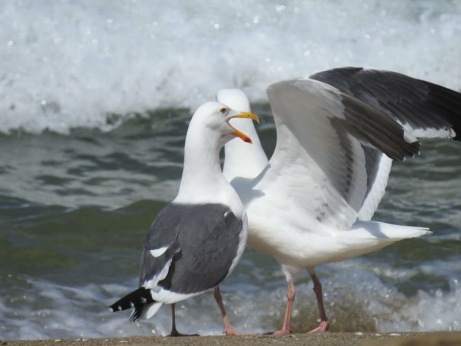 sea, gull, ocean, beach, seagull, wildlife, coastline, seabird HD wallpaper