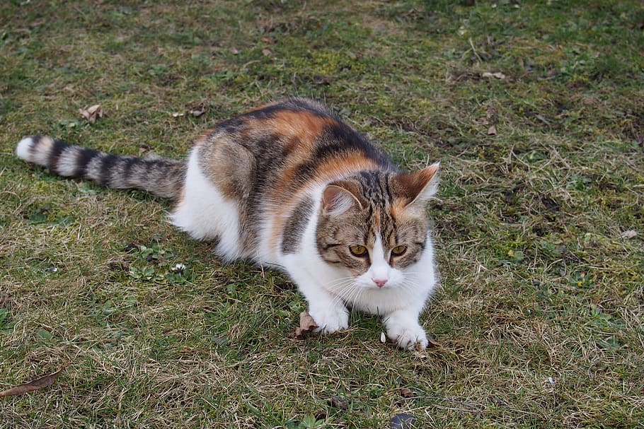 domestic cat, spring, kitten, animal themes, pets, mammal, domestic animals HD wallpaper