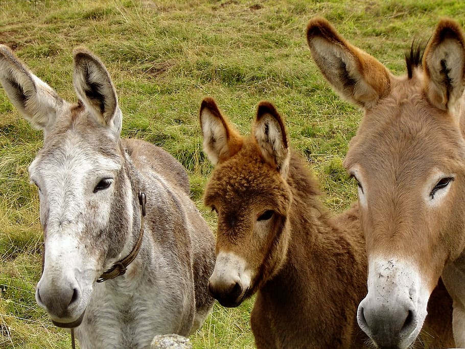 photo of three donkeys, animals, family, farm, nature, mammal