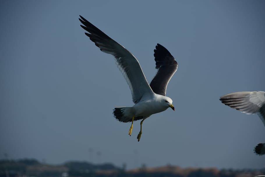 seagull, emergency, flight, sky, wing, new, flying, animal themes HD wallpaper