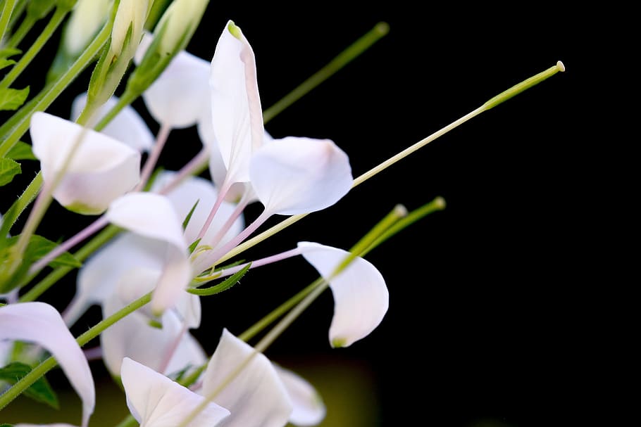 Flower, Nice, Background, nature, plant, close-up, white, beauty In Nature HD wallpaper