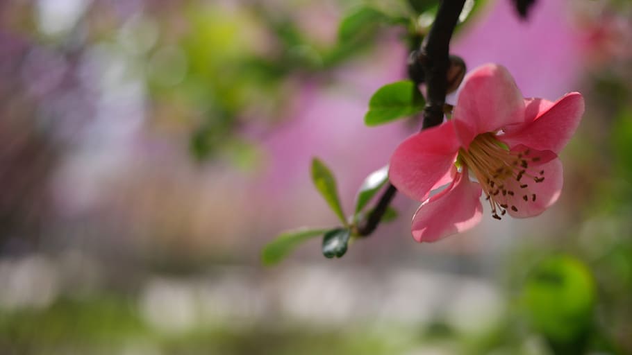 spring, flower, open, nature, pink Color, plant, close-up, branch HD wallpaper