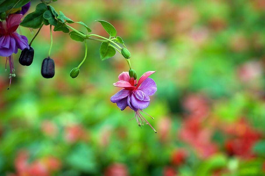 Fuchsia, Plants, Flowers, Earring, greenhouse, nature, close-up HD wallpaper