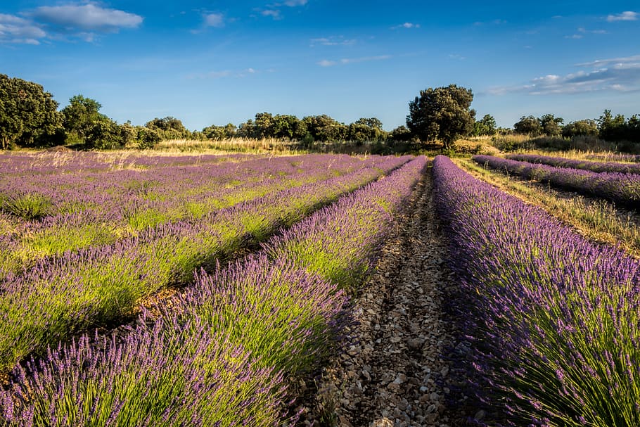 levandula, field, purple, levandulové field, country, southern france, HD wallpaper