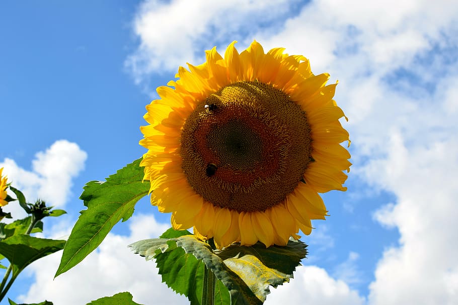 sun flower, bees, sky, blue, clouds, yellow, close, blossom HD wallpaper