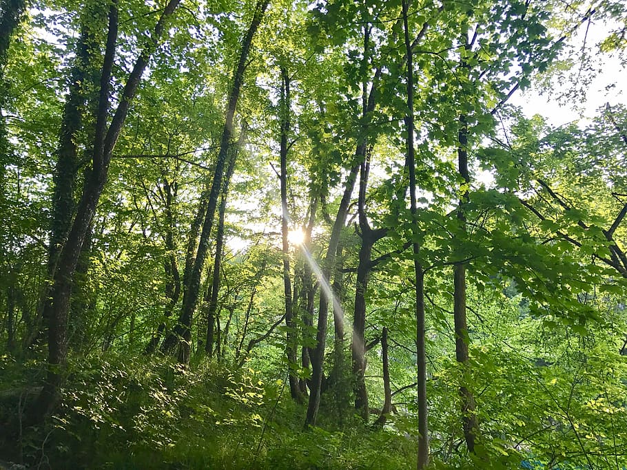 Natural, Green, Light, nature, tree, forest, sunbeam, outdoors HD wallpaper