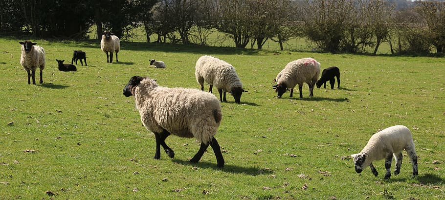 sheep, lamb, field, farm, agriculture, wool, livestock, grass HD wallpaper