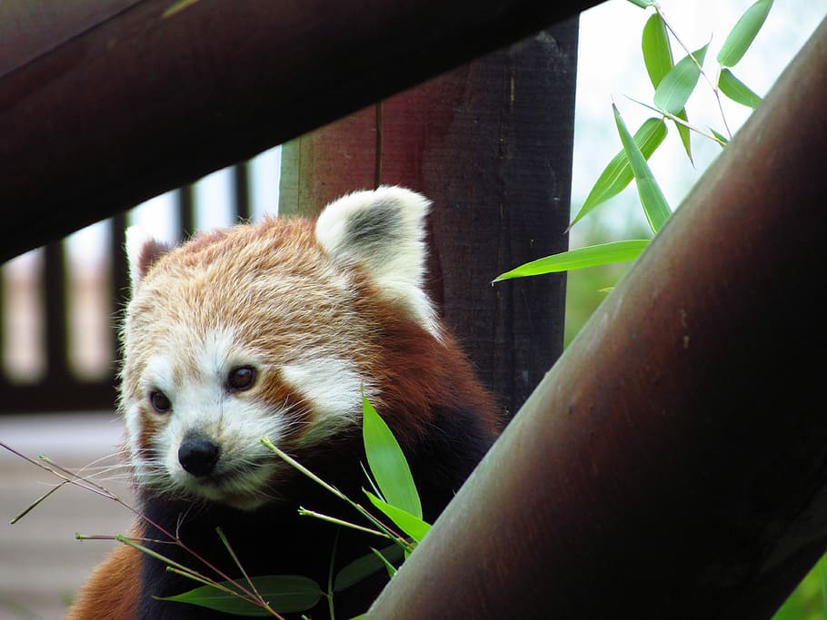 Red, Panda, Red Panda, Eating, sitting, animal, wildlife, hungry HD wallpaper