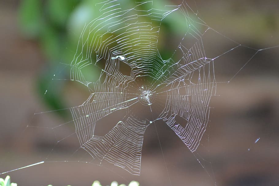 Spider'S Web, Garden, Close-Up, spun, silk, garden spider's web HD wallpaper