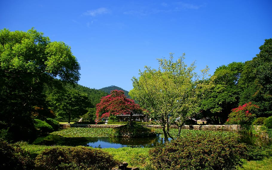 klitschko, whether or not, plant, tree, sky, growth, tranquility HD wallpaper