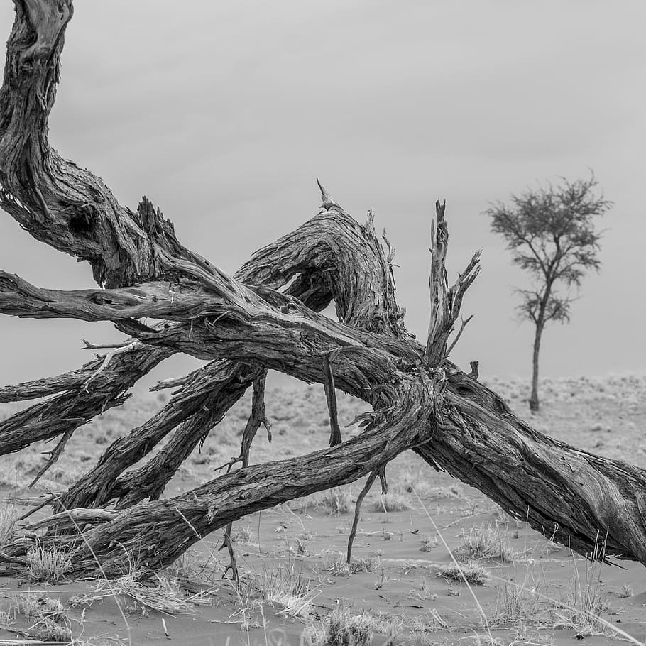 wood, desert, sand, dry, nature, drought, arid, sky, tree, land, HD wallpaper