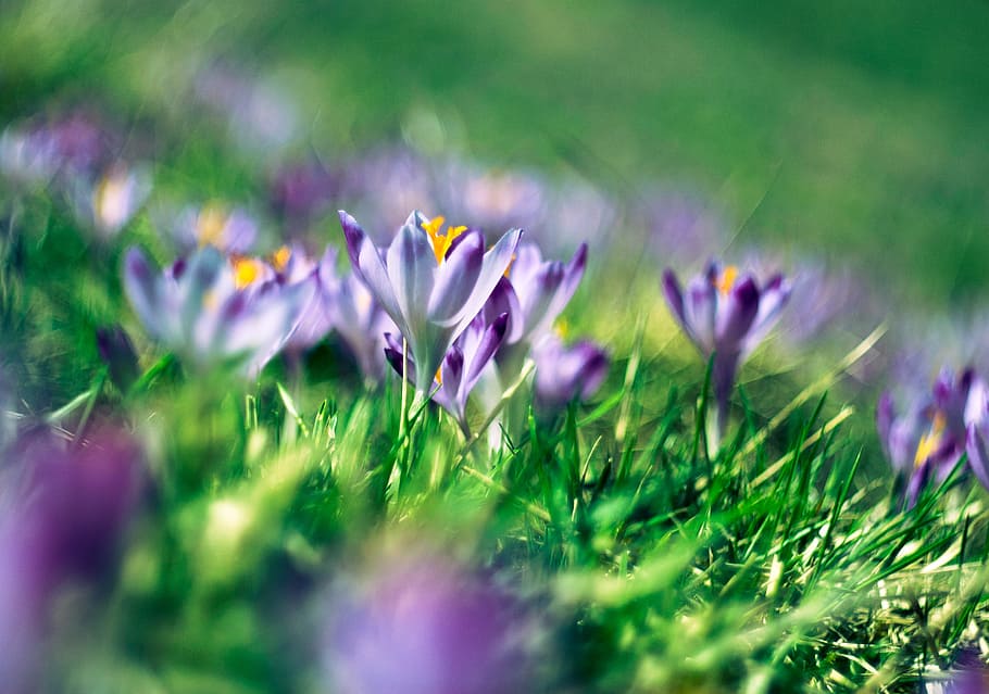 purple flower in bloom during daytime, macroshot photo of purple flowers during daytime HD wallpaper