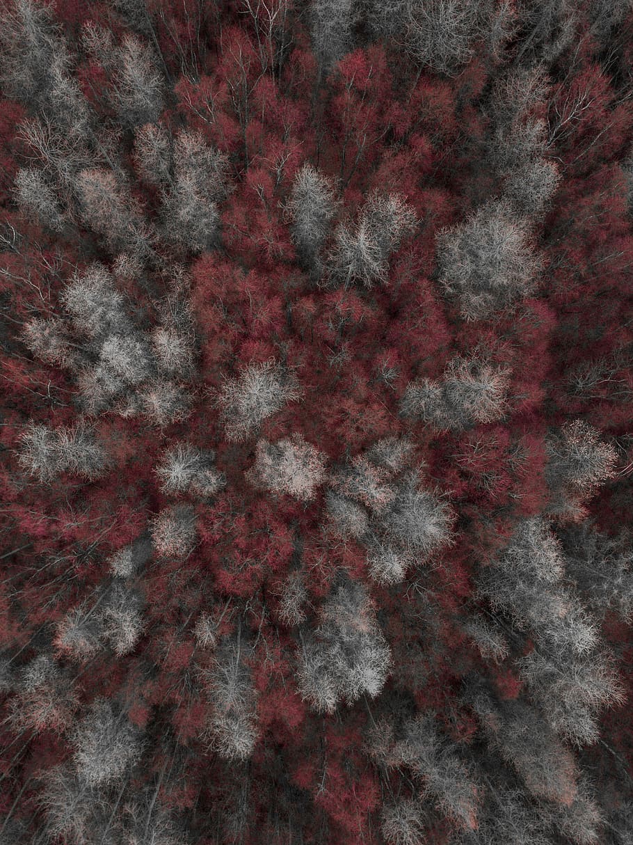 birds eye view of trees, forest with red and gray leaves, grey HD wallpaper