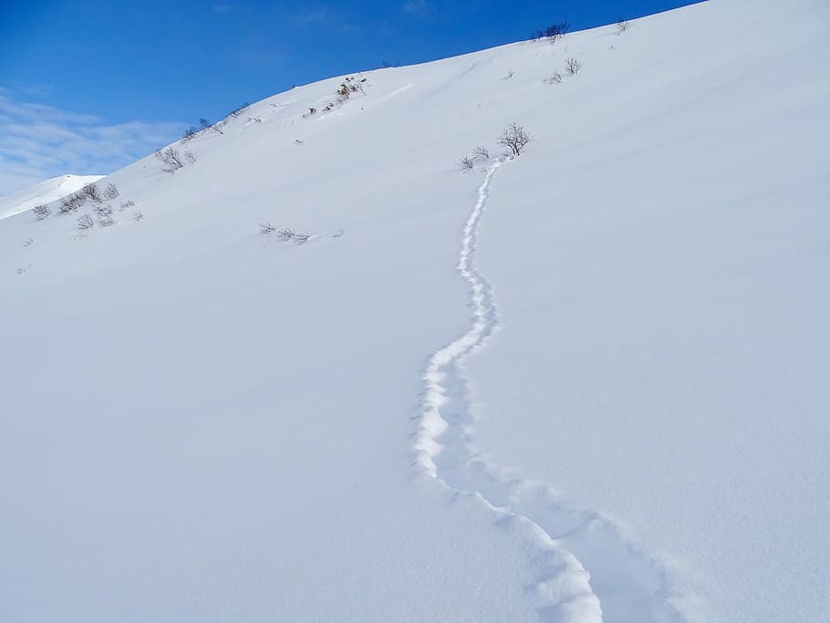 mountains, winter, fox, beast, tracks, nora, snow, cold, frost HD wallpaper