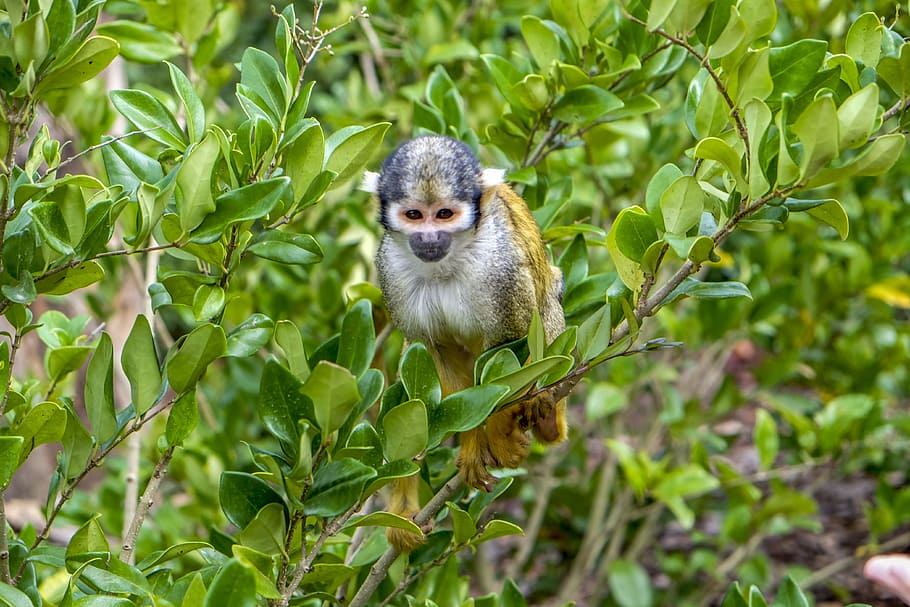 monkey, squirrel monkey, mammal, animals, animal themes, one animal HD wallpaper