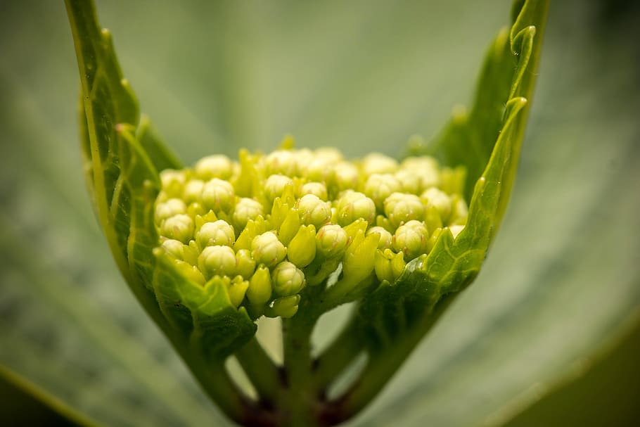 hydrangea, young, blossom, bloom, frisch, green, macro, leaves HD wallpaper