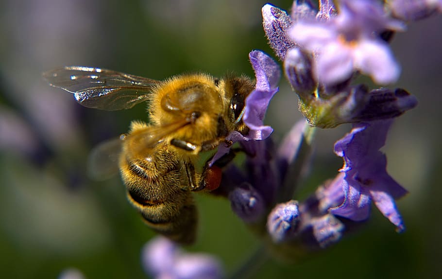 Bee, Wing, Fur, Macro, Insect, Nature, blossom, bloom, flower HD wallpaper