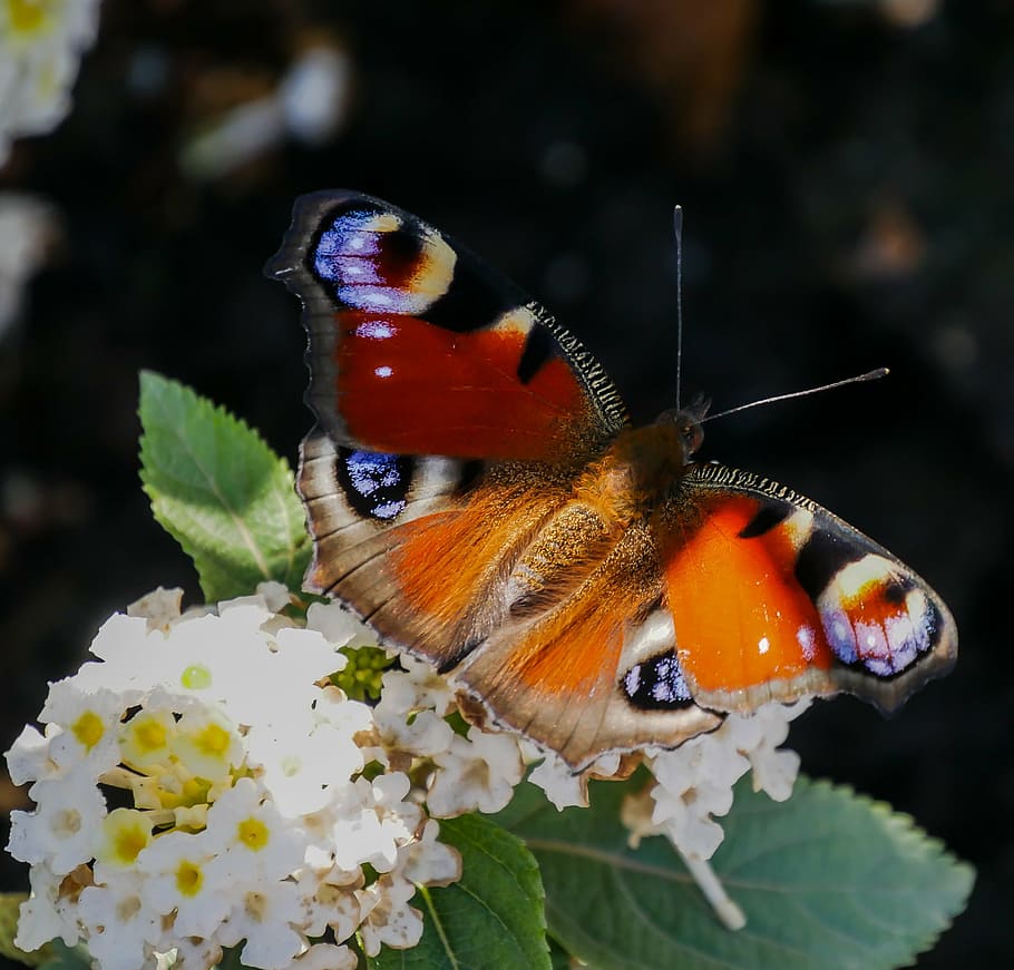 peacock butterfly on white petaled flowers, insect, wing, blossom HD wallpaper