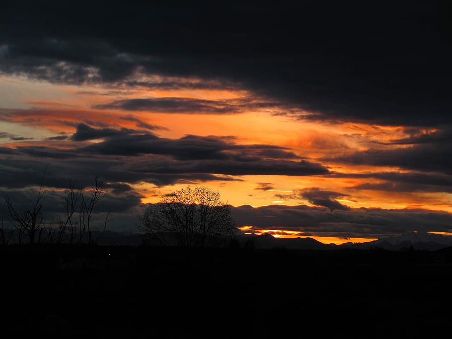 Early Morning On The Farm, silhouette of bare trees at golden hour HD wallpaper