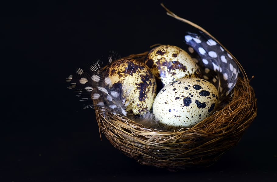 nest, bird's nest, quail egg, speckled, feather, easter, background, HD wallpaper