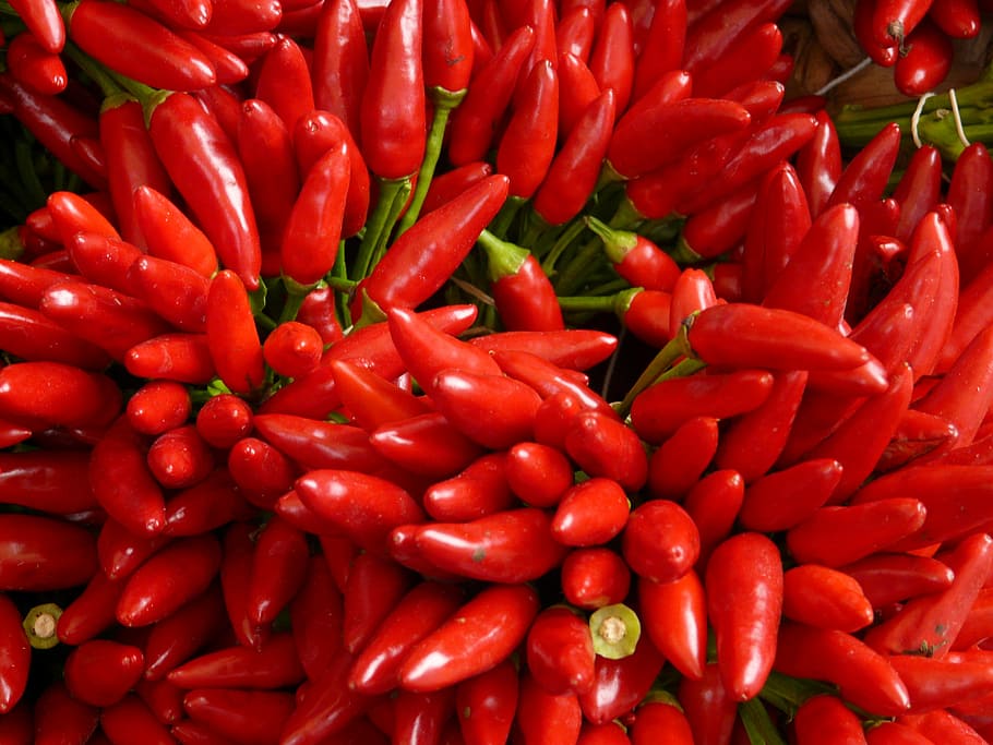 bunch of bird's eye chili, sharp, red, eat, chili peppers, pod HD wallpaper
