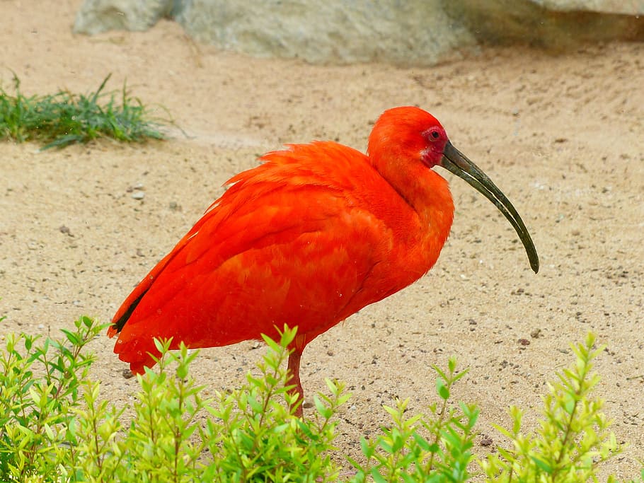 Scarlet Ibis, Bird, red, bright red, orange, colorful, eudocimus ruber, HD wallpaper