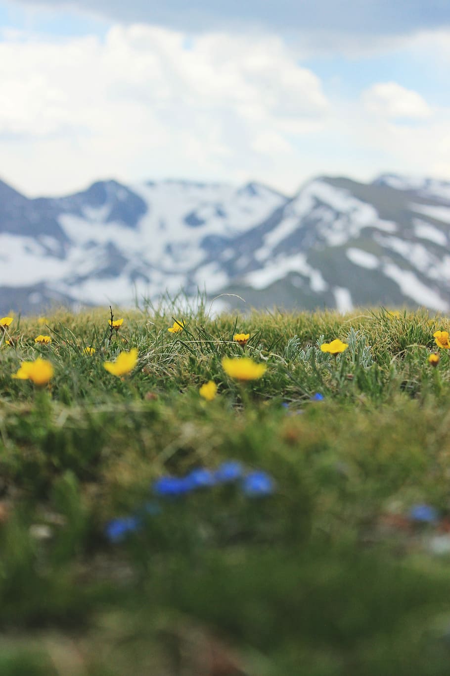 shallow focus photo of yellow flowers, yellow poppy flowers, mountain HD wallpaper