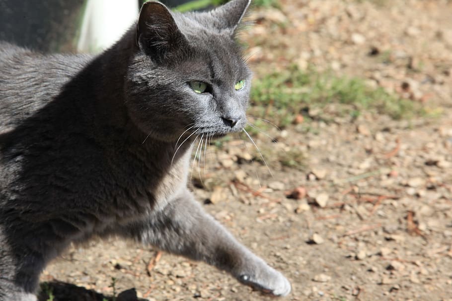 cat, animals, farm, tabby, grey, outdoors, quote, animal themes HD wallpaper
