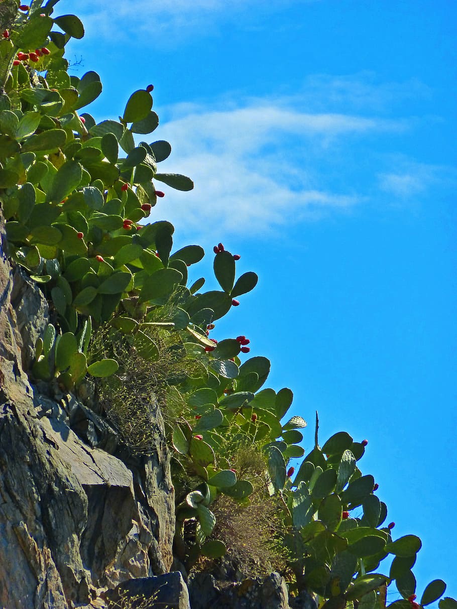 prickly pear, cactus, rock, sky, plant, growth, leaf, plant part HD wallpaper