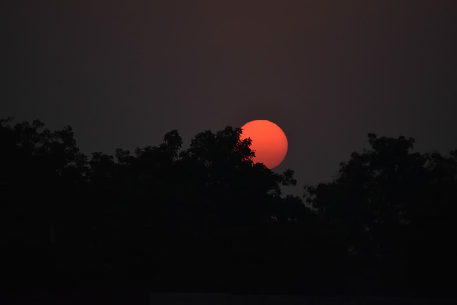 A peacefull rise, photo of trees during sunset, night, red, orange HD wallpaper