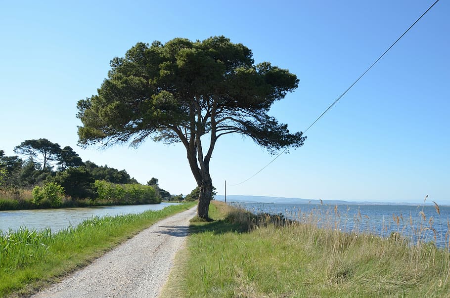 tree, away, lake, channel, south of france, etang de bages HD wallpaper
