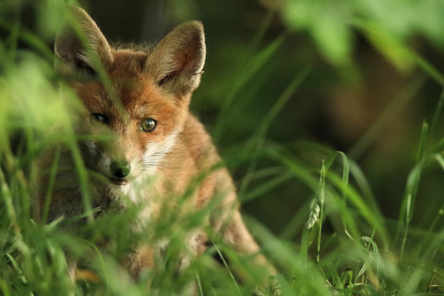 Brown fox. Лисенок. Бурый Лис. Фотографии лисы. Травяная лисица.