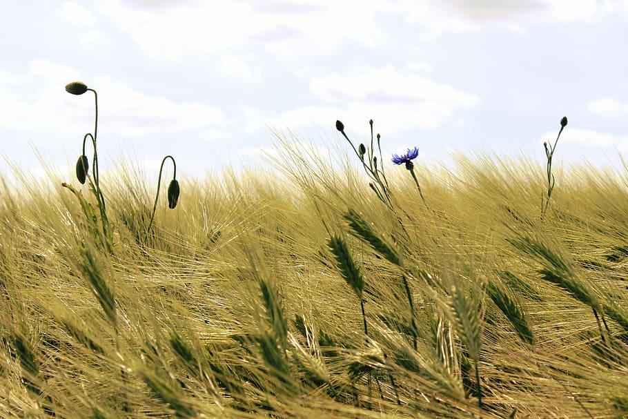 Cereals, Cornfield, Grain, agriculture, nature, summer, spike HD wallpaper