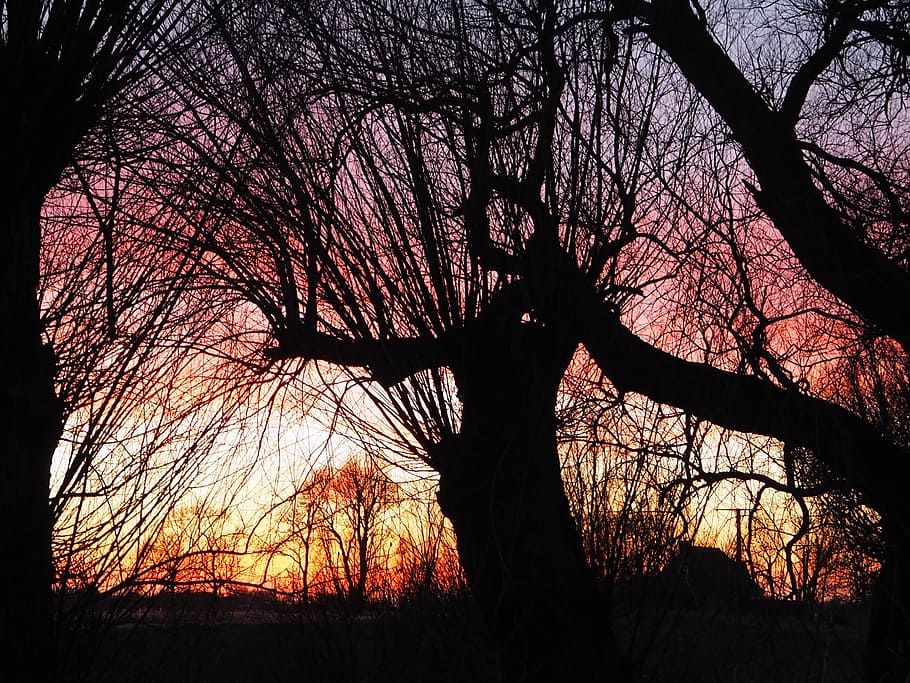Sunset, Back Light, Silhouette, Mood, lighting, willow tree HD wallpaper