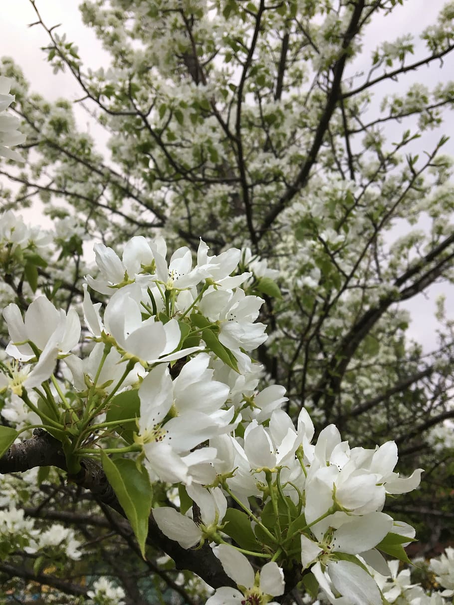 spring, blooming apple tree, apple blossoms, plant, flowering plant HD wallpaper