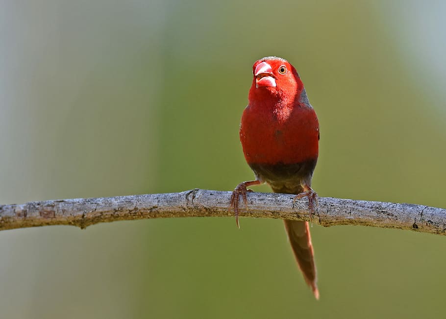 shallow focus photography of red bird on brown stick, red bird on tree branch HD wallpaper