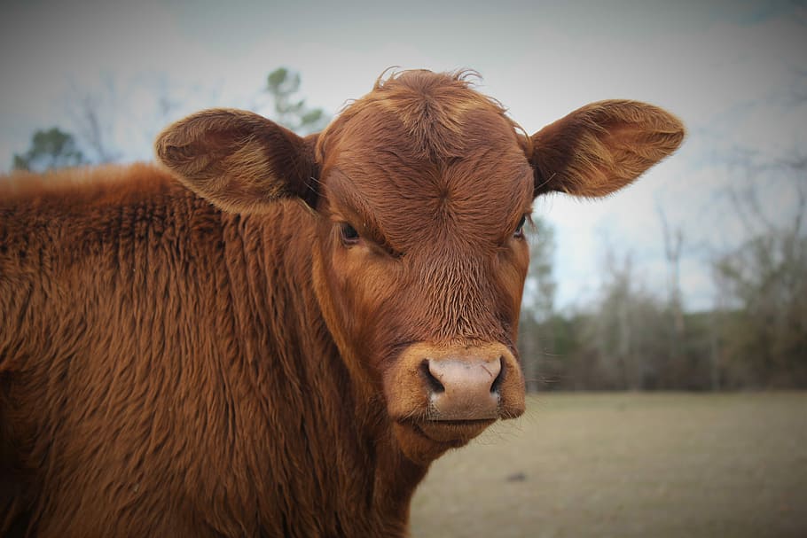 Bull, Calf, Cow, animal, cattle, nature, rural Scene, agriculture HD wallpaper
