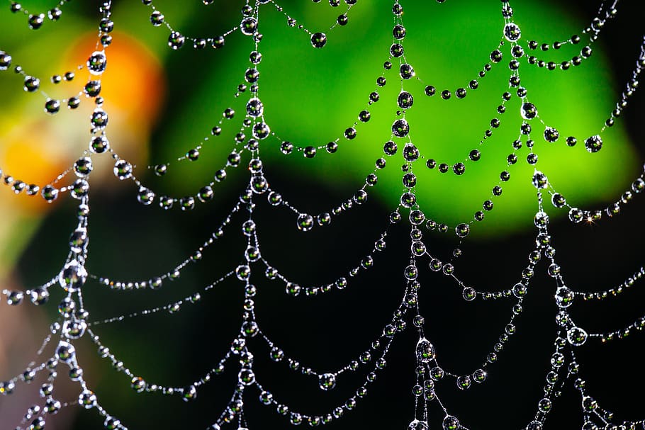 spider web, bokeh, dew, nature, insect, cobweb, pattern, net HD wallpaper