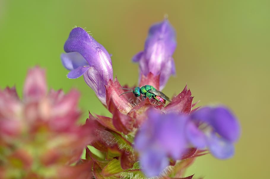 shallow focus photography of purple flower, blossom, bloom HD wallpaper