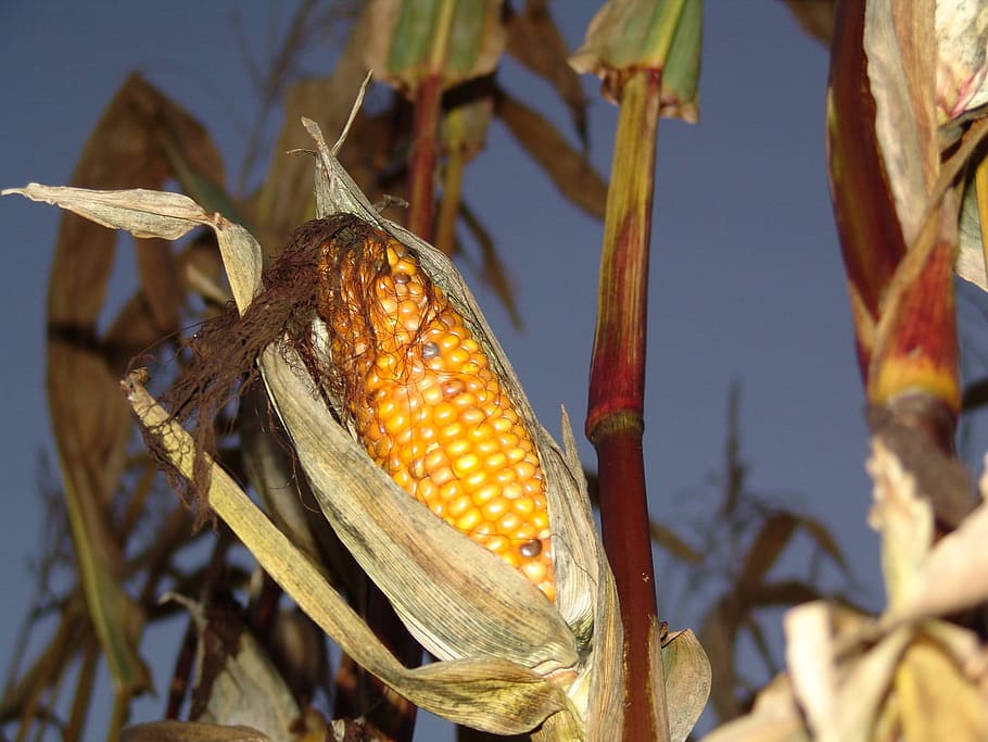 Corn, Harvest, autumn, one animal, no people, outdoors, close-up HD wallpaper