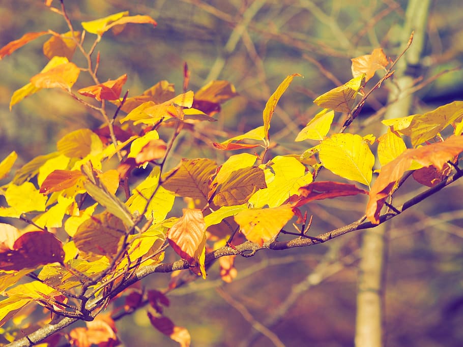 fall, nature, trees, autumn landscape, leaves, autumn leaves HD wallpaper