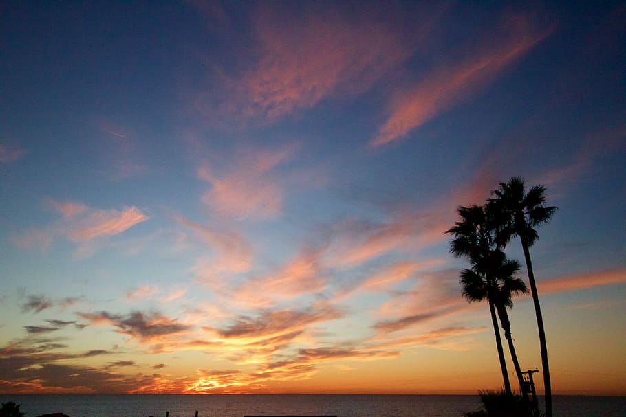 View from Outsite San Diego, silhouette of coconut tree, sunset HD wallpaper