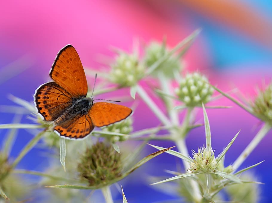 selective focus photography of butterfly on top of green plant HD wallpaper