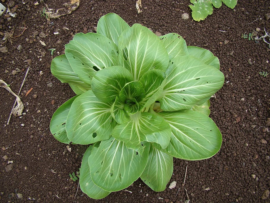spinach, head, salad, healthy, garden, cultivation, high angle view HD wallpaper